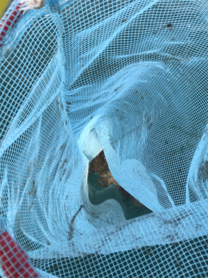 今年初のイイダコ