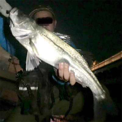 仕事帰りシーバス