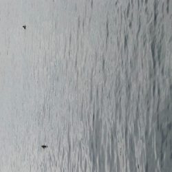 まさかのブリ！