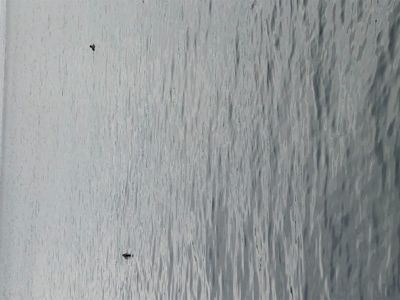 まさかのブリ！