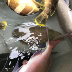 鯛ラバとスロージギング