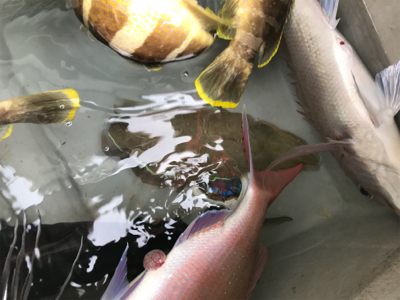 鯛ラバとスロージギング