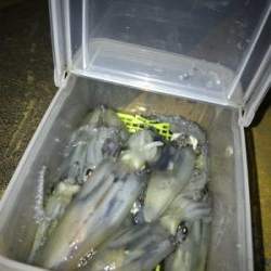 まだまだヒイカ釣り(^。^)