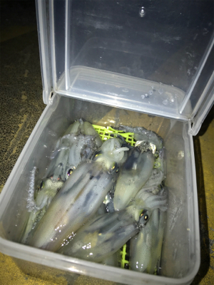 まだまだヒイカ釣り(^。^)