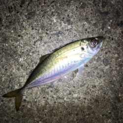 ライトゲーム、アジ・メバル