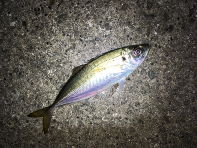 ライトゲーム、アジ・メバル