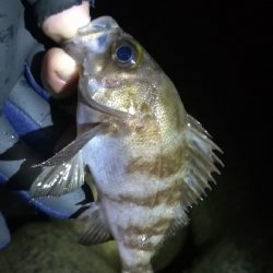 ナイトメバリング