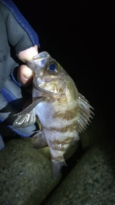 ナイトメバリング