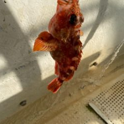 メバル　　鯛　　たかみ丸　　中潮