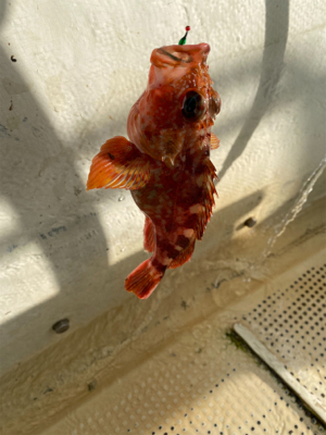 メバル　　鯛　　たかみ丸　　中潮