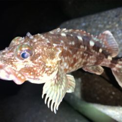 ガッシー⑤ みかんはお好き⁉︎