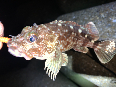 ガッシー⑤ みかんはお好き⁉…