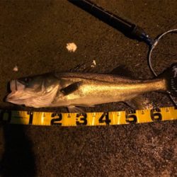 仕事帰りシーバス