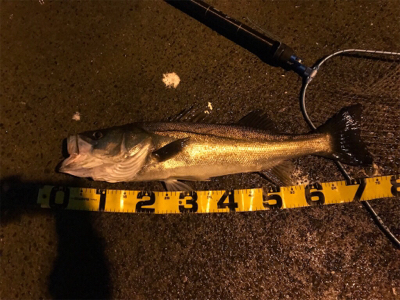 仕事帰りシーバス