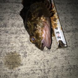 良いサイズが増えてきました