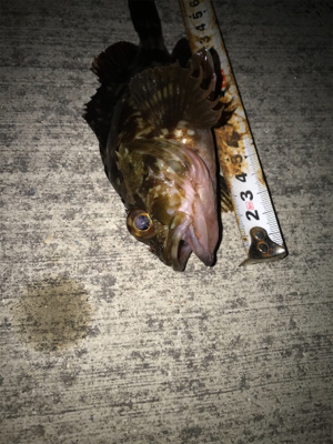 良いサイズが増えてきました