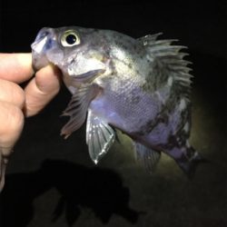 雨上がりのライトゲーム