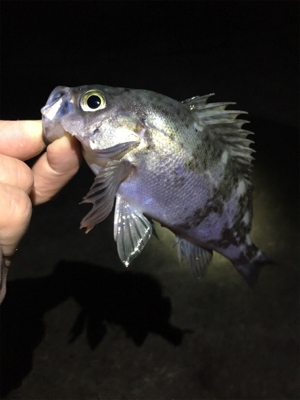 雨上がりのライトゲーム