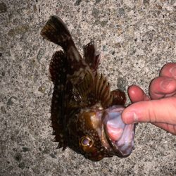 ガシラパーティー