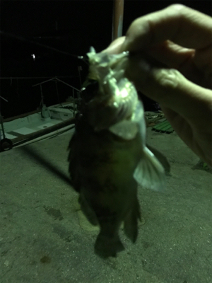 新年初のメバリング