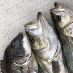 今朝のエビ撒き