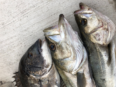 今朝のエビ撒き