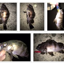 2020 ライトゲーム第4戦