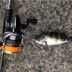 雨上がり朝マズメメバリング