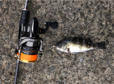 雨上がり朝マズメメバリング