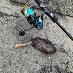 コウイカ狙いのショアティップラン！