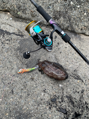 コウイカ狙いのショアティップラン！