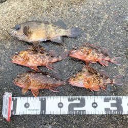 今年初フィッシュ!