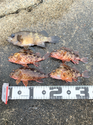 今年初フィッシュ！