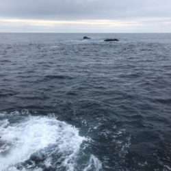 マルヒサ渡船 ウィンターロックフィッシュゲーム