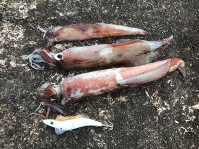 やっと、今年初イカ