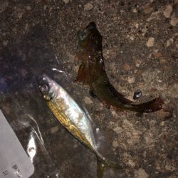 大潮最終回遊アジ調査♪