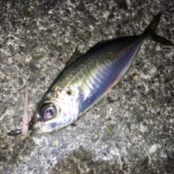 明石でライトゲーム