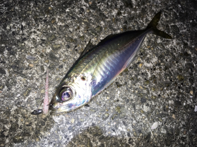 明石でライトゲーム