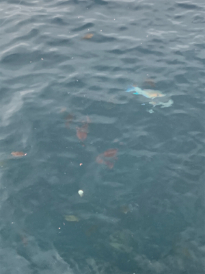 中泊エリアの磯。鹿島観音崎でのグレフカセ釣り