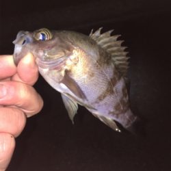 雨のライトゲーム