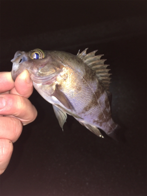 雨のライトゲーム