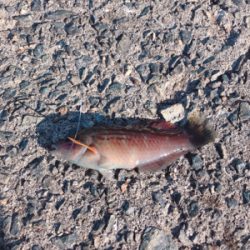 初エビ撒き釣り