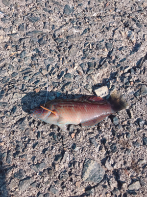 初エビ撒き釣り