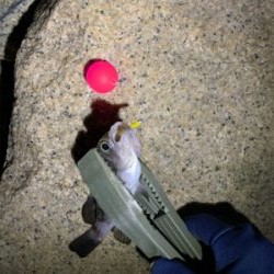 停めれないし、釣れない