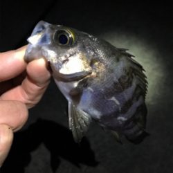 明石周辺メバリング