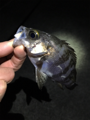 明石周辺メバリング