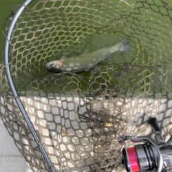 服部緑地　番組収録後で放流魚多数