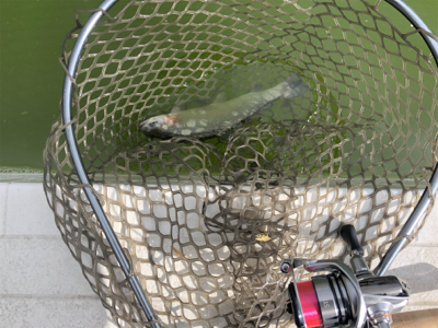 服部緑地　番組収録後で放流魚多数