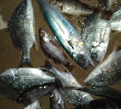 1/2釣果タチウオチヌメバル豆アジサバ