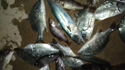 1/2釣果タチウオチヌメバル豆アジサバ